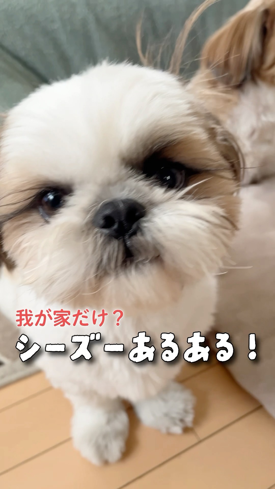 ありがとうございます🐶✨️シーズーちゃん、可愛いですよね