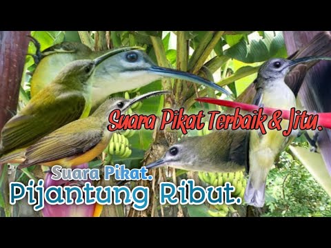 CABE RAWIT❗️PAS Untuk Rollingan‼️ KINOI-SERINDIT-RAMBATAN❗️