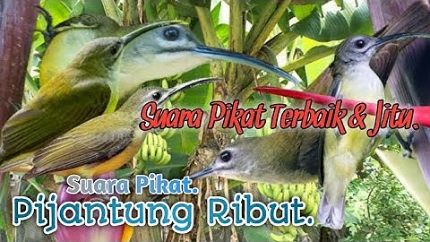 SUARA PIKAT PIJANTUNG RIBUT. SUARA PIKAT ANDALAN PEMIKAT SANGAT JITU..