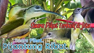 SUARA PIKAT PIJANTUNG RIBUT. SUARA PIKAT ANDALAN PEMIKAT SANGAT JITU..