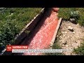 Ріки крові: птахофабрика у Володимирі-Волинському зливає у ґрунт відходи з виробництва