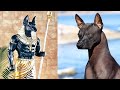 कुत्तो की 10 सबसे प्राचीन प्रजातिया || Top 10 Ancient dog Breeds