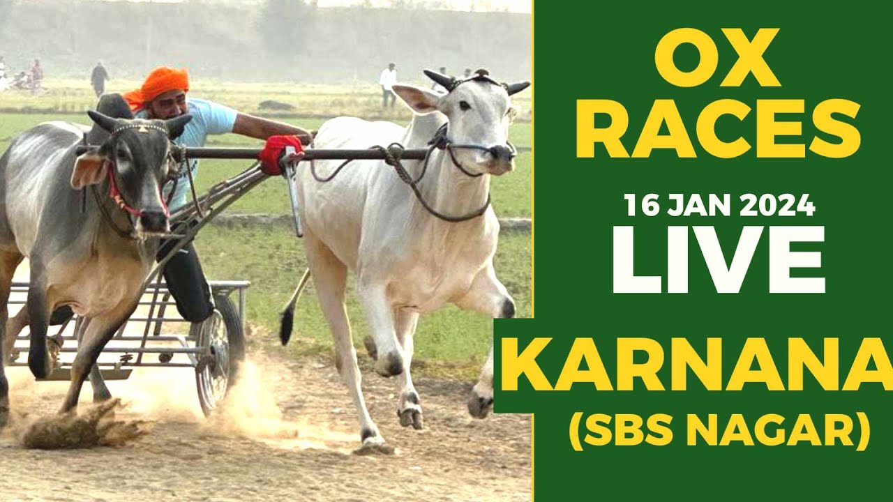 🔴[Live] Karnana SBS Nagar Punjab ਬੈਲ ਗੱਡੀਆਂ ਦੀਆਂ ਦੌੜਾਂ Ox Races