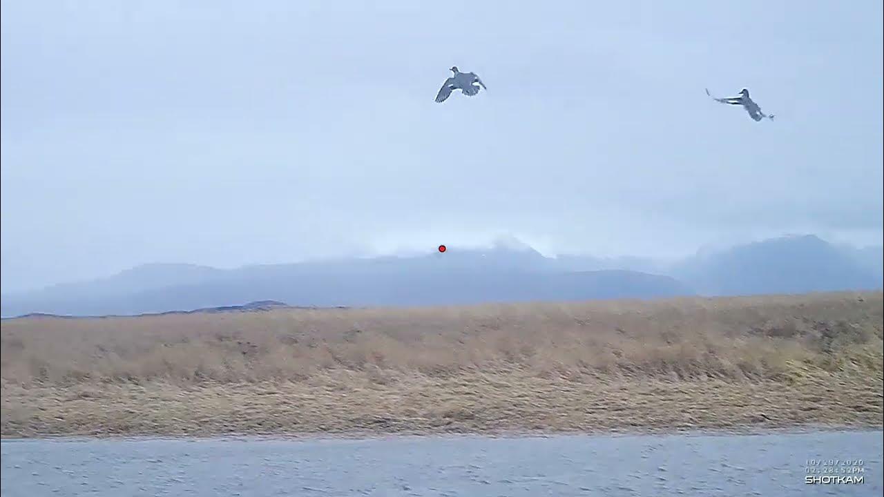 How much to leed a duck in high wind shooting ducks in 2530 mph winds