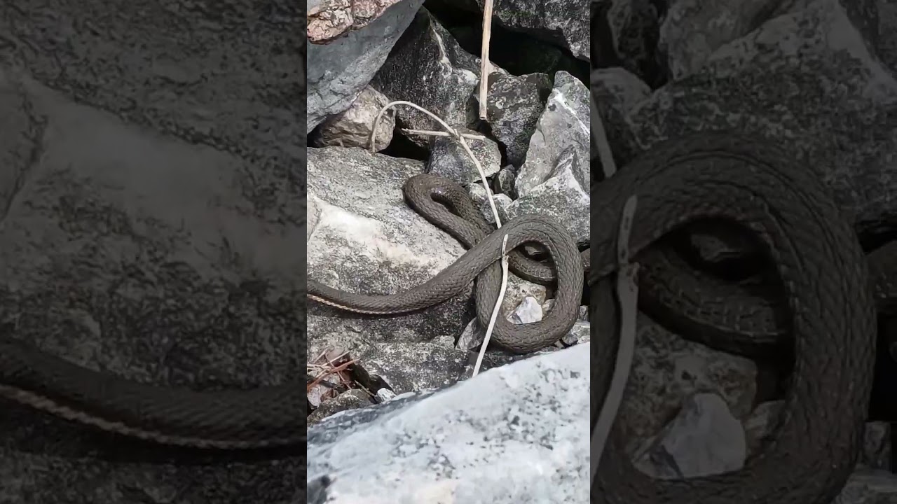 Alum Creek Water snake 