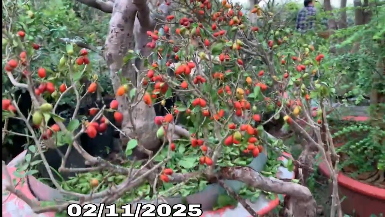 🌳BSKR - gl ae ngâu lùn lực siêu quả (02/11/2025)☎️0965.773.818