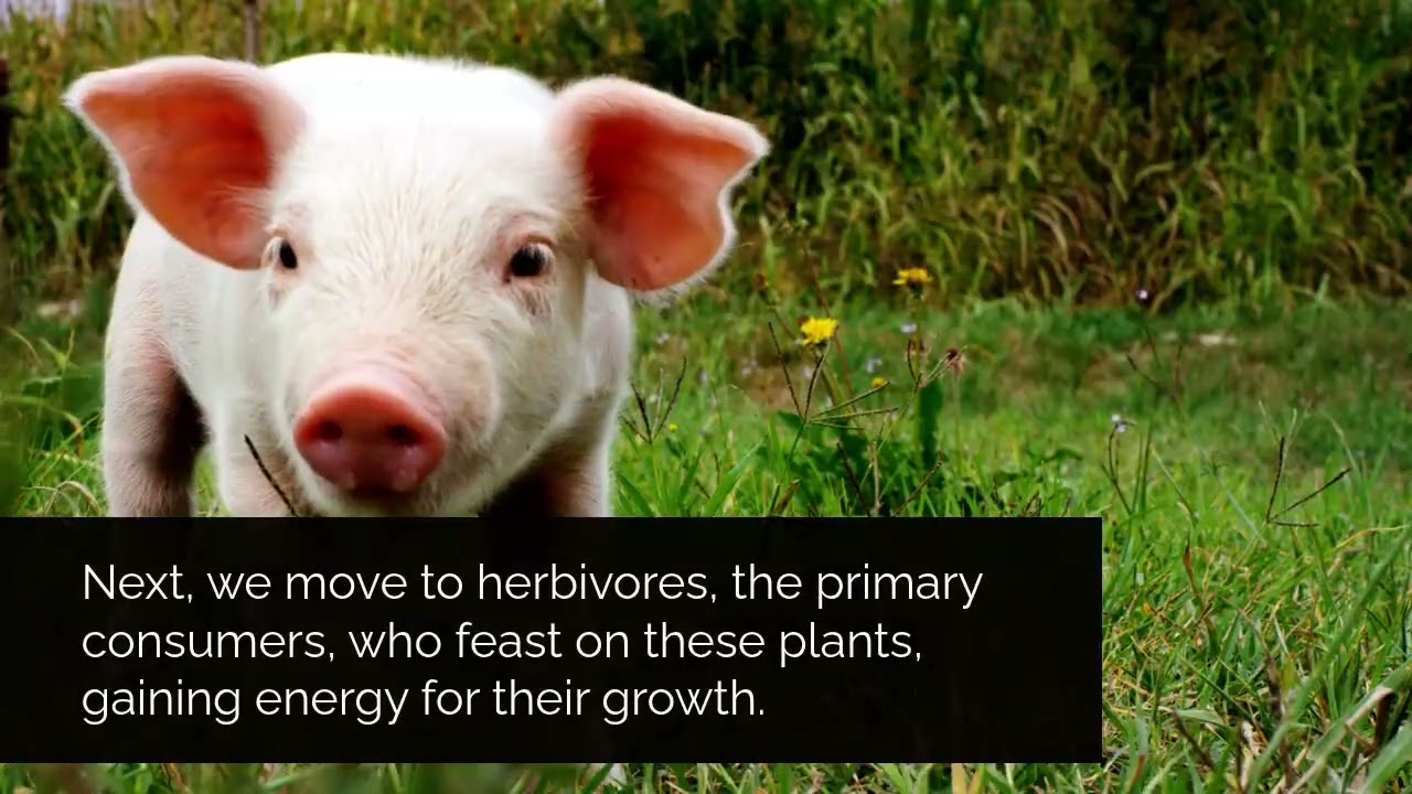 Learn about Food Pyramid in 30 Secs