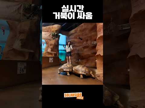 거북이 싸움에 등 터지는 솔라