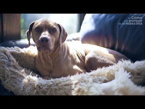 Wideo: Jak leczyć lęk separacyjny u psów