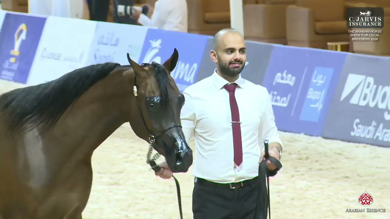 The AHS For Local Breeders 2026 Almortajaz   Class 6