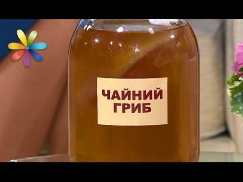 Чайный гриб: какая польза и вред? – Все буде добре. Выпуск 984 от 16.03.17