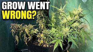 What Went Wrong in My Cannabis Grow Tent?