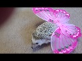 Stormy Butterfly 
