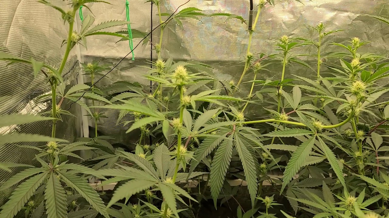 Platinum Kush Breath Remix day 19