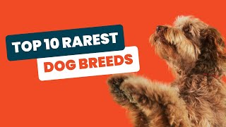 Top 10 Rarest Dog Breeds - Discover Unbelievable Canine Wonders