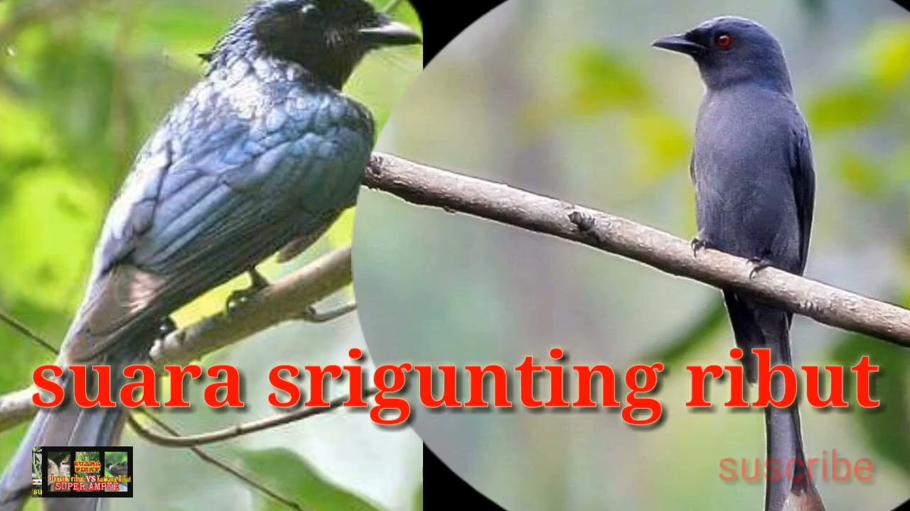 Suara pikat srigunting ribut vs trucukan@soboalas