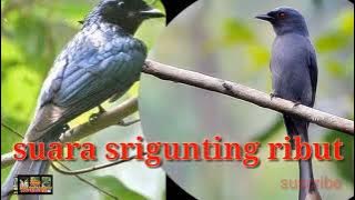 Suara pikat srigunting ribut vs trucukan@soboalas