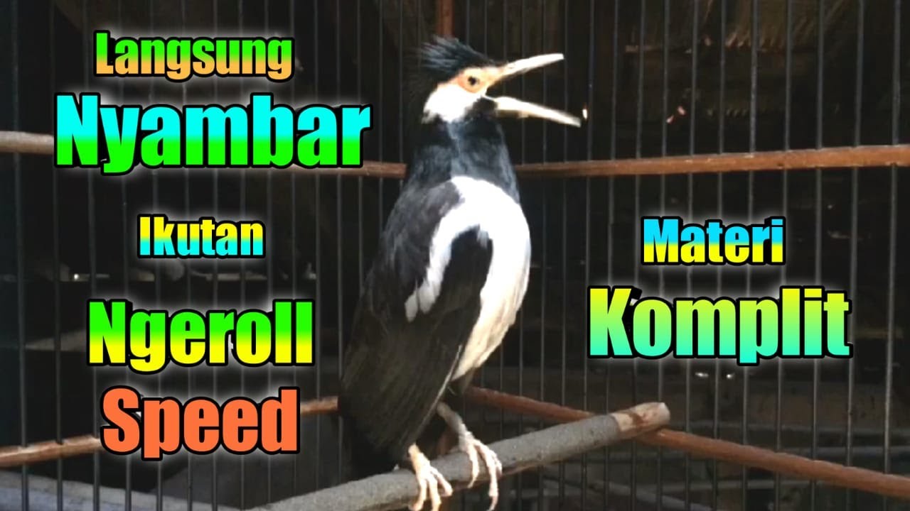 Suara Burung Jalak Suren MATERI Full Isian KOMPLIT bisa Bikin Jalak Lain Langsung NYAMBAR ikut Gacor