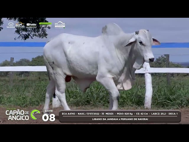 LOTE 08 - LEILÃO VIRTUAL CAPÃO DE ANGICO