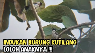 Download Lagu MOMEN LANGKA!! Indukan Burung Kutilang Sedang Meloloh Anaknya di Alam Liar MP3