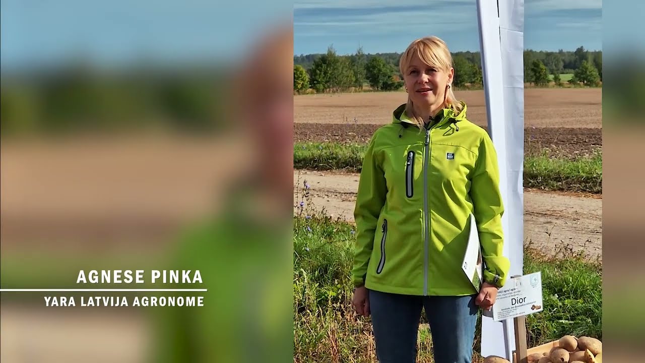 Kartupeļu talka Malnavas koledžā '23: izmēģinājumi un atziņas