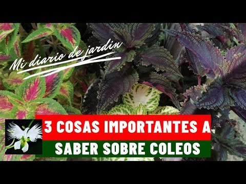 Vídeo: Les plantes de Coleus tenen flors? Informació sobre la floració de les plantes de Coleus