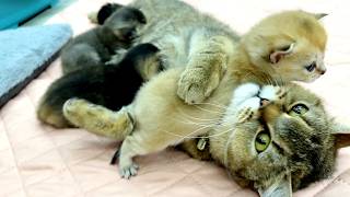 'You tortured me!'  Mommy cat is tired of hugging baby Pluto and she hits him with her paw.