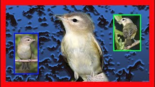 Warbling Vireo Song, Warbling Vireo Call! Warbling Vireo Sound  Vireo Gorjeador Canto Vireo Gilvus