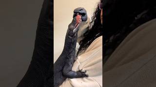 The closest that you can get to keeping a Komodo. Black dragons are not your average household pet