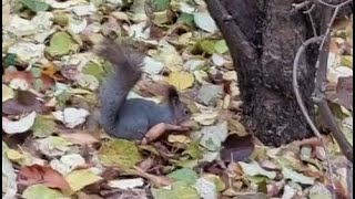 видео: Задание С2.  4)Реакции опор в ПК ЛИРА-САПР, или Лиха беда начало картинка: Задание С2.  4)Реакции опор в ПК ЛИРА-САПР, или Лиха беда начало