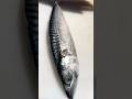 Norveç uskumru. Norway mackerel.