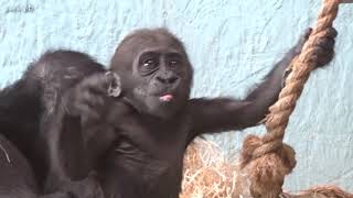 BABY GORILLA:  AYANA in AUGUST  Four Months Old