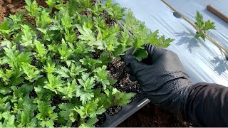 How to plant summer chrysanthemum cuttings 20/6/2 - YouTube