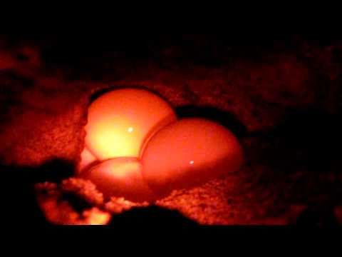 Turtle laying eggs at a beach in Melbourne,Florida