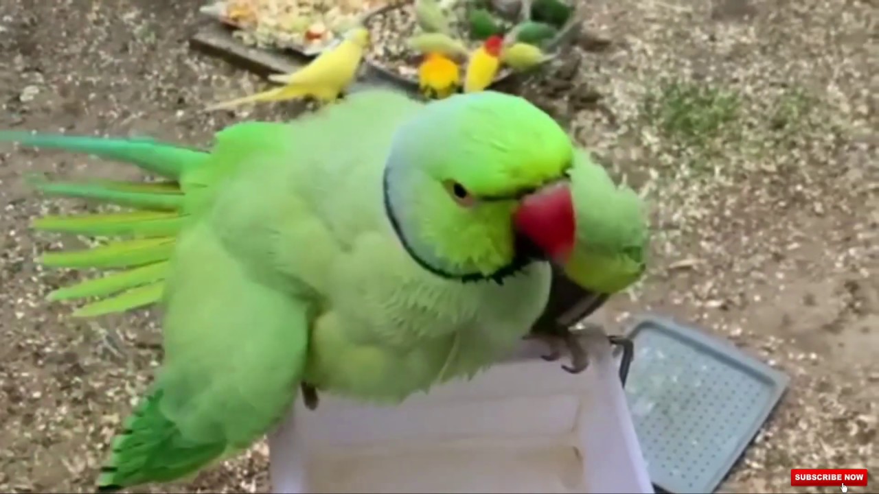 cute indian ringneck parrot how to a parrot bath YouTube