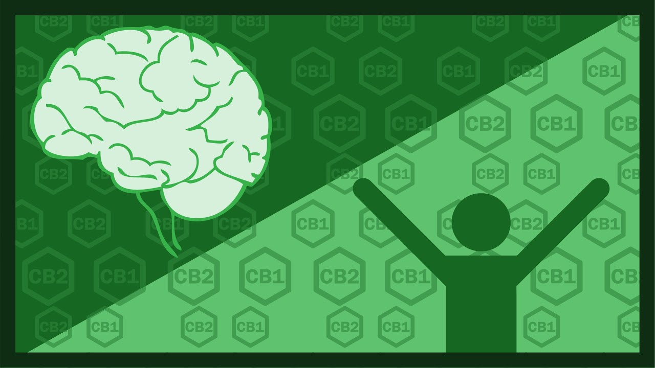 Esto es el Sistema Endocannabinoide del cuerpo
