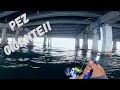 Pez Gigante Debajo Del Puente!!! Pesca en el Mar