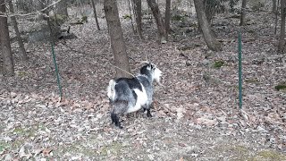 Female Goat Imitating A Male Goat