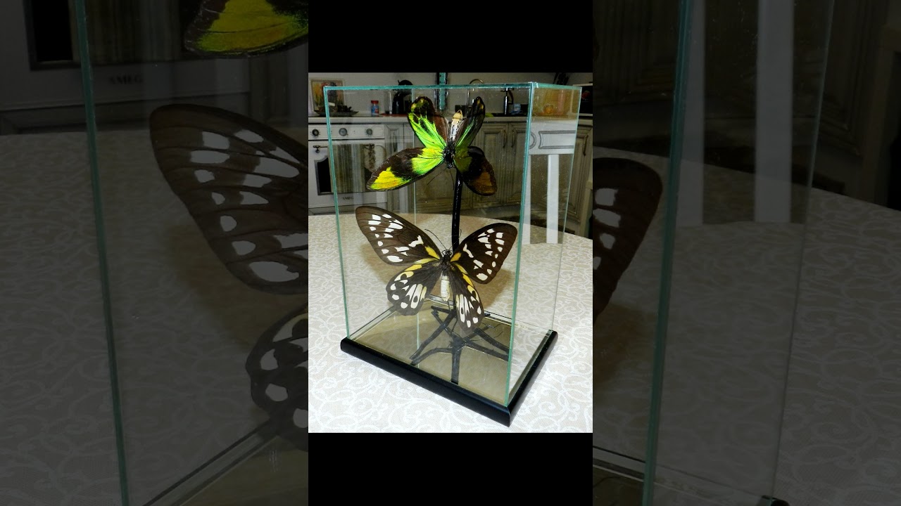 Ornithoptera victoriae reginae. Пара в большом кубе 