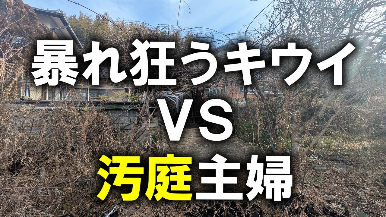 【片付け】終わりなき戦いが再び始まった…汚庭で暴れ狂っているキウイの強剪定を始めます！｜汚部屋｜汚家｜空家｜ズボラ主婦｜庭仕事｜キウイの強剪定2026①