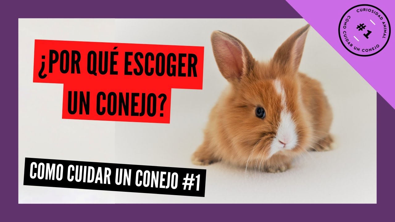 7 RAZONES para tener un CONEJO como MASCOTA - CÓMO CUIDAR UN CONEJO #1