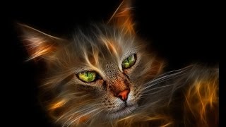 Кошка доктор и Душа твоего дома Кошка доктор и Душа твоего дома