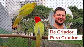 De Criador Para Criador  Criatório Ideal  papagaios e mutações raras em Ponta Grossa, no Brasil