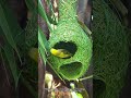 The Incredible Engineering of a Weaver Bird