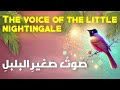 Sawtu Saghir Al Bulbuli Best Arabic Nasheed Poem Tab Tabi Tab Tabi Tab Nasheed Lyrics Sawtu Saghir Al Bulbuli Best Arabic Nasheed Poem Tab Tabi Tab Tabi Tab Nasheed Lyrics