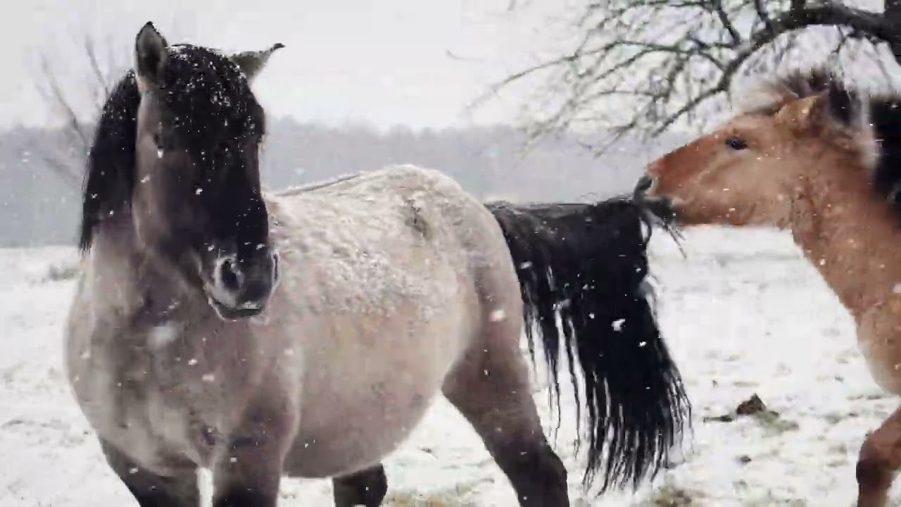 Die Koniks im Nationalpark Schwarzwald