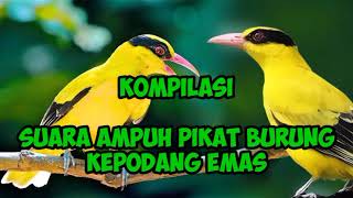 suara ampuh pikat burung kepodang emas suara kompilasi dijamin ampuh
