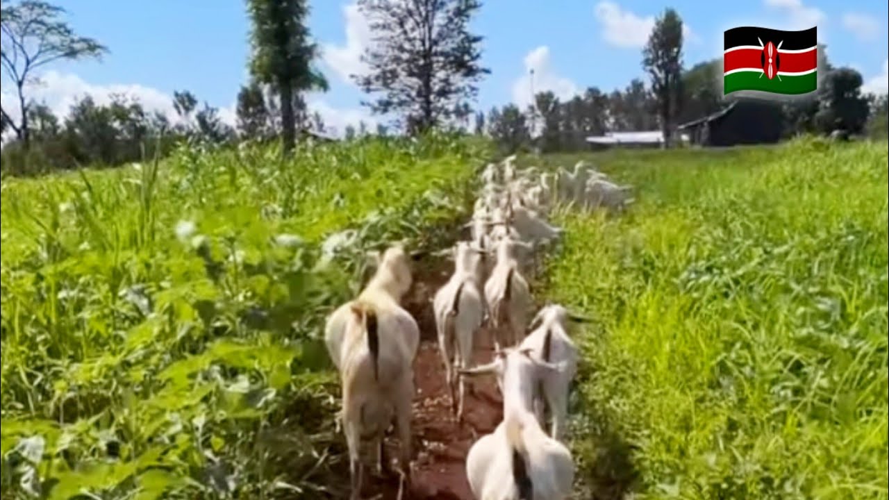 African Rural Life//ASMR Making African Traditional Vegetables & Cooking 🔥