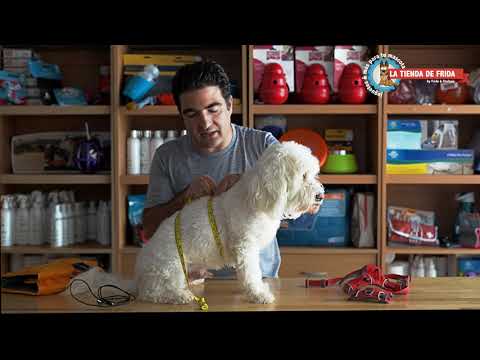 Video: Chaleco de enfriamiento para perros