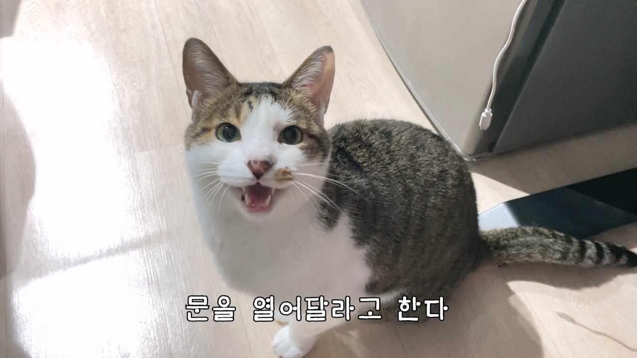 밖은 영하12도, 내보내달라고 떼쓰길래 문을 열어줘봤다